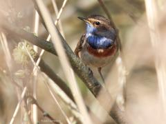 Blauwborst  20250427  Ze zitten graag in ontluikende wilgenstruiken. Dat geeft een van de mooiste settings voor deze op zich al hele leuke zangvogel. En zingen kan ie ook heel mooi. Dit exemplaar laat heel duidelijk de witte vlek zien in de blauwe borst.