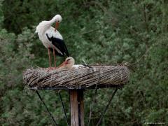 Ooievaar  20250422  Tussen Effen en Overa woont nu een koppel ooievaars. Ze hebben daar een stevig kunstnest in gebruik genomen. Eentje zat geduldig te broeden, tenminste daar lijkt het op en daar hoop ik op. De ander stond wat rond te kijken, stond wat te poetsen en vertrok even later waarschijnlijk om wat eten te gaan zoeken.