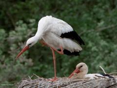 Ooievaar  20250422  Tussen Effen en Overa woont nu een koppel ooievaars. Ze hebben daar een stevig kunstnest in gebruik genomen. Eentje zat geduldig te broeden, tenminste daar lijkt het op en daar hoop ik op. De ander stond wat rond te kijken, stond wat te poetsen en vertrok even later waarschijnlijk om wat eten te gaan zoeken.