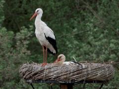 Ooievaar  20250422  Tussen Effen en Overa woont nu een koppel ooievaars. Ze hebben daar een stevig kunstnest in gebruik genomen. Eentje zat geduldig te broeden, tenminste daar lijkt het op en daar hoop ik op. De ander stond wat rond te kijken, stond wat te poetsen en vertrok even later waarschijnlijk om wat eten te gaan zoeken.