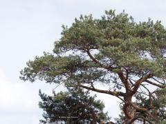 Torenvalk  20250423  Op de Oude Buisse Heide staan her en der majestueuze dennen. Ik zag een valkje landen in de top van een. Het werd een zoekplaatje maar ik vond hem. Ik hoopte op een boomvalk, want die komen nu ons land weer in, maar het bleek onze alledaagse en toch wat minder mooie torenvalk te zijn. Een vrouwtje volgens mij.