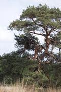 Torenvalk  20250423  Op de Oude Buisse Heide staan her en der majestueuze dennen. Ik zag een valkje landen in de top van een. Het werd een zoekplaatje maar ik vond hem. Ik hoopte op een boomvalk, want die komen nu ons land weer in, maar het bleek onze alledaagse en toch wat minder mooie torenvalk te zijn. Een vrouwtje volgens mij.
