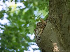 Bosuil  20250616  Altijd leuk om een uil te zien. Een bosuil wil graag wonen hoog in een boom in een veilige holte. Daar kan ook gebroed worden. Maar ook om te slapen en of lekker wat rond te kijken wordt zo'n gat gebruikt. Een dergelijk hol kan langere tijd gebruikt worden. Soms zelfs op plekken waar nog best wat mensen voorbij komen. Een ransuil zul je zo niet aantreffen.