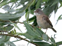 Grasmus  20250607  Meneer zingt nu nog volop. Drukke vogeltjes zijn het. Regelmatig laat ie zich zien vrij boven in een struik. Sovon deelt de soort in onder de rode lijst. Dat verrast me want ik zie er toch meerdere. Er broeden rond de 200.000 paartjes in ons land. De aantallen nemen eerder toe dan af meen ik. Over ruim drie maanden zijn ze al weer naar het zuiden vertrokken, zo snel al weer!