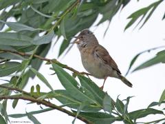 Grasmus  20250607  Meneer zingt nu nog volop. Drukke vogeltjes zijn het. Regelmatig laat ie zich zien vrij boven in een struik. Sovon deelt de soort in onder de rode lijst. Dat verrast me want ik zie er toch meerdere. Er broeden rond de 200.000 paartjes in ons land. De aantallen nemen eerder toe dan af meen ik. Over ruim drie maanden zijn ze al weer naar het zuiden vertrokken, zo snel al weer!