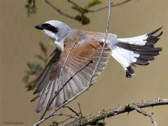 Grauwe klauwier  20240617  Regte Heide