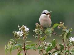 Grauwe klauwier  20250609  Net als vorig jaar huist in de Pannenhoef, in de Rondgors, in zowat dezelfde braamstruiken, een koppeltje grauwe klauwieren. Het mannetje laat zich goed zien, zei het op flinke afstand. Het vrouwtje is veel moeilijker te spotten. Hopelijk ook omdat ze het druk heeft met broeden. Meneer heeft hier een flinke meikever te pakken. Van regen wordt weinig aangetrokken.