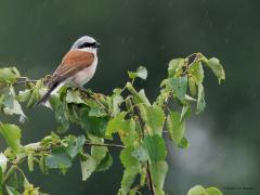 Grauwe klauwier  20250609  Net als vorig jaar huist in de Pannenhoef, in de Rondgors, in zowat dezelfde braamstruiken, een koppeltje grauwe klauwieren. Het mannetje laat zich goed zien, zei het op flinke afstand. Het vrouwtje is veel moeilijker te spotten. Hopelijk ook omdat ze het druk heeft met broeden. Meneer heeft hier een flinke meikever te pakken. Van regen wordt weinig aangetrokken.