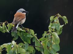 Grauwe klauwier  20250609  Net als vorig jaar huist in de Pannenhoef, in de Rondgors, in zowat dezelfde braamstruiken, een koppeltje grauwe klauwieren. Het mannetje laat zich goed zien, zei het op flinke afstand. Het vrouwtje is veel moeilijker te spotten. Hopelijk ook omdat ze het druk heeft met broeden. Meneer heeft hier een flinke meikever te pakken. Van regen wordt weinig aangetrokken.