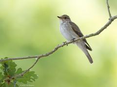 Grauwe Vliegenvanger  20250615  Een heel rustig vogeltje is deze grauwe vliegenvanger. Laat zich niet  veel horen. Gedraagt zich wel redelijk voorspelbaar, gebruikt vaak dezelfde uitkijk om op voorbij vliegende insecten te jagen. Met de achtergrond moet je wat mazzel hebben, die valt niet altijd even mooi uit als hier.
