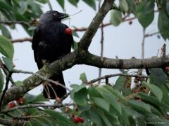 Kauw  20250607  Tuin