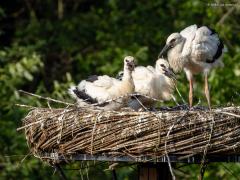 Ooievaar  20250613  Kleintjes worden groter. Dat geldt zeker voor de drie jonge ooievaars in het nest in Effen op Overa. Het gaat er allemaal heel vredig aan toe. Ze lijken alle drie best gezond. Het duurt nog een poosje eer ze op de wieken gaan en nog veel langer eer ze rode poten en snavel zullen hebben.