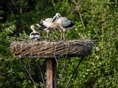 Ooievaar  20250613  Kleintjes worden groter. Dat geldt zeker voor de drie jonge ooievaars in het nest in Effen op Overa. Het gaat er allemaal heel vredig aan toe. Ze lijken alle drie best gezond. Het duurt nog een poosje eer ze op de wieken gaan en nog veel langer eer ze rode poten en snavel zullen hebben.