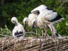 Ooievaar  20250613  Kleintjes worden groter. Dat geldt zeker voor de drie jonge ooievaars in het nest in Effen op Overa. Het gaat er allemaal heel vredig aan toe. Ze lijken alle drie best gezond. Het duurt nog een poosje eer ze op de wieken gaan en nog veel langer eer ze rode poten en snavel zullen hebben.