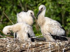 Ooievaar  20250613  Effen Overa