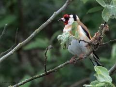 Putter  20250525  Maatjes