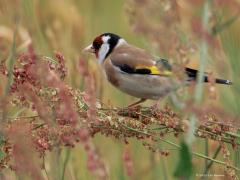 Putter  20250525  Maatjes