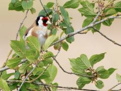 Putter  20250529  Maatjes