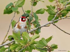 Putter  20250529  Maatjes