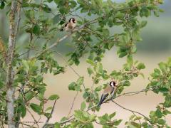 Putter  20250529  Maatjes