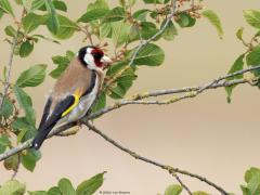 Putter  20250529  Maatjes