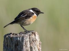Roodborsttapuit  20250524  Je zou denken, familie van het roodborstje. Maar dat klopt niet. Ze zijn meer verwant aan vliegenvangers. Tussen ca. 1970 en 1990 ging de roodborsttapuit bij ons in aantal achteruit. Rond 1975 werd het aantal geschat op ongeveer 5000 paar, rond 1983 was dit nog maar 2000. Daarna kwam een opmerkelijk herstel. Volgens SOVON nam het aantal broedparen in de periode 1990-2005 toe met meer dan 5% per jaar en broedden er in 2018-2020 weer 18.000-22.000 paar in Nederland. De soort profite