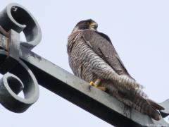 Slechtvalk  20250604  Gisteren naar de Regte Heide geweest en daarna nog even langs de kerktoren in Alphen; Alphen ligt daar immers erg dichtbij. Was benieuwd of er nog jongen te zien zouden zijn; er zijn er daar namelijk vier uitgebroed dit jaar. Niet dus, alleen de oudervogels op het kruis en op een pilaar. Echter, toen ik thuis op de pc het onder gescheten dak en de dito kist beter bekeek moest ik glimlachen. Er steekt een kopje net over de rand van de kast! Dus nog minstens een j