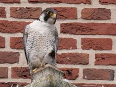 Slechtvalk  20250604  Gisteren naar de Regte Heide geweest en daarna nog even langs de kerktoren in Alphen; Alphen ligt daar immers erg dichtbij. Was benieuwd of er nog jongen te zien zouden zijn; er zijn er daar namelijk vier uitgebroed dit jaar. Niet dus, alleen de oudervogels op het kruis en op een pilaar. Echter, toen ik thuis op de pc het onder gescheten dak en de dito kist beter bekeek moest ik glimlachen. Er steekt een kopje net over de rand van de kast! Dus nog minstens een j