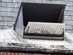 Slechtvalk  20250603  Alphen