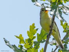 Spotvogel  20250604  Oude Buisse Heide