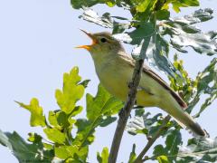 Spotvogel  20250604  Oude Buisse Heide