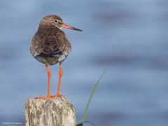 Tureluur  20250530  Bij een rondje Oosterschelde kun je wel eens wat geluk hebben en een tureluur tegen komen die even op een paaltje wil poseren. Ze hebben het best moeilijk deze steltlopers. De aantallen gaan achteruit. Hun biotoop staat onder druk o.a. door het industriële raaigras. En dat helaas niet alleen bij deze soort.