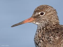 Tureluur  20250530  Bij een rondje Oosterschelde kun je wel eens wat geluk hebben en een tureluur tegen komen die even op een paaltje wil poseren. Ze hebben het best moeilijk deze steltlopers. De aantallen gaan achteruit. Hun biotoop staat onder druk o.a. door het industriële raaigras. En dat helaas niet alleen bij deze soort.
