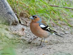 Vink  20250613  Pannenhoef