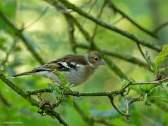 Vink  20250613  Pannenhoef