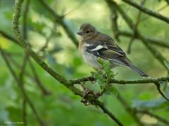 Vink  20250613  Pannenhoef