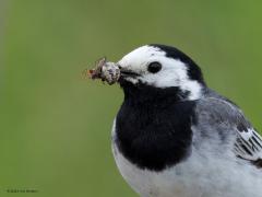 Witte kwikstaart  20250611  Wat hebben die ouders het druk. Want die jongen blijven maar honger hebben, blijven maar zeuren. En zo snel heb je je snavel ool weer niet vol met insecten. Hier is dat gelukt. Ik herken een rietkruisspin die de strijd verloren heeft. Knap dat die snavel in staat  is nieuwe insecten te pakken zonder de eerder gevangen beestjes te verliezen.