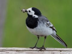 Witte kwikstaart  20250611  Wat hebben die ouders het druk. Want die jongen blijven maar honger hebben, blijven maar zeuren. En zo snel heb je je snavel ool weer niet vol met insecten. Hier is dat gelukt. Ik herken een rietkruisspin die de strijd verloren heeft. Knap dat die snavel in staat  is nieuwe insecten te pakken zonder de eerder gevangen beestjes te verliezen.