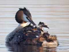 Fuut  20250428  Calfven