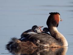 Fuut  20250428  Calfven