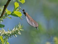 Weidebeekjuffer  20250426  Ardo