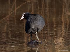 Meerkoet  20250317  Zaartpark Breda