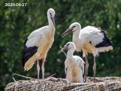 Ooievaar  20250627  Effen Overa