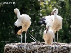 Ooievaar  20250711  Effen Overa