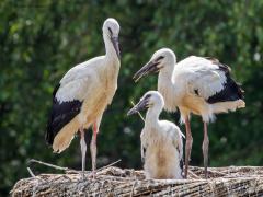 Ooievaar  20250627  Effen Overa