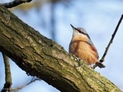 Boomklever  20250810  Wat mij betreft een graag geziene bewoner van parken en bossen met loofbomen. Mooi van uiterlijk, bijzonder van gedrag. Gelukkig is de soort nog met flinke aantallen aanwezig in onze streek.