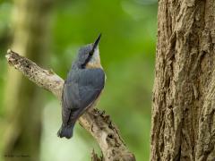Boomklever  20250810  Wat mij betreft een graag geziene bewoner van parken en bossen met loofbomen. Mooi van uiterlijk, bijzonder van gedrag. Gelukkig is de soort nog met flinke aantallen aanwezig in onze streek.