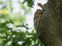 Bosuil  20250808  Leuk om waar te nemen dat een bosuil best lang tevreden kan zijn met een eenmaal uitgekozen huis. Deze woont hier al een hele tijd. Snap ik wel, lekker hoog dus veilig in een ruim hol, in een omgeving waar voldoende eten te scoren is.