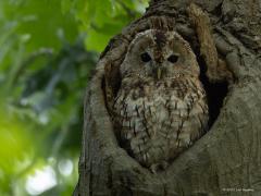 Bosuil  20250808  Leuk om waar te nemen dat een bosuil best lang tevreden kan zijn met een eenmaal uitgekozen huis. Deze woont hier al een hele tijd. Snap ik wel, lekker hoog dus veilig in een ruim hol, in een omgeving waar voldoende eten te scoren is.