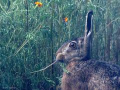 Haas  20250816  Gisterenmorgen vroeg duurde het even voordat het echt helder werd. Er hing een beetje een ochtendmist. Dat weerhield deze haas niet om aan tafel te gaan bij een boomkwekerijveld waarop afrikaantjes als groenbemesting waren gezaaid. Er werden heel wat stengeltjes opgepeuzeld.